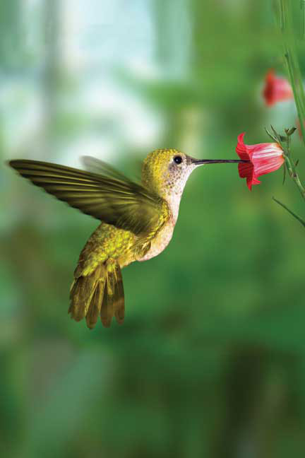 Hummingbird Blank Journal Unlined